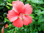 扶桑花
