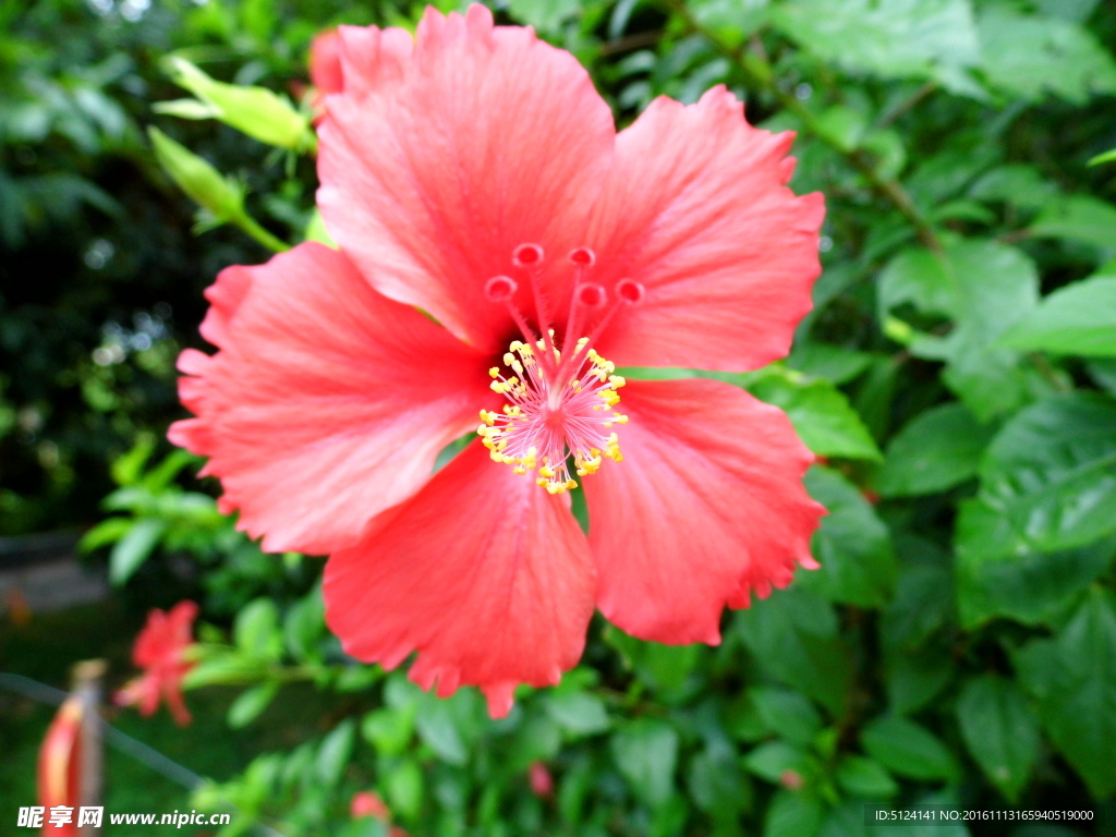 扶桑花
