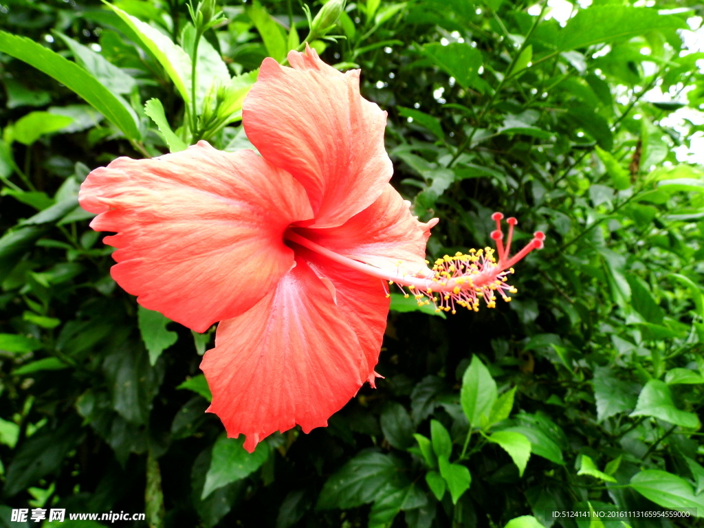 扶桑花