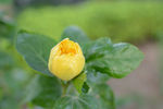 花园   小花  黄色花