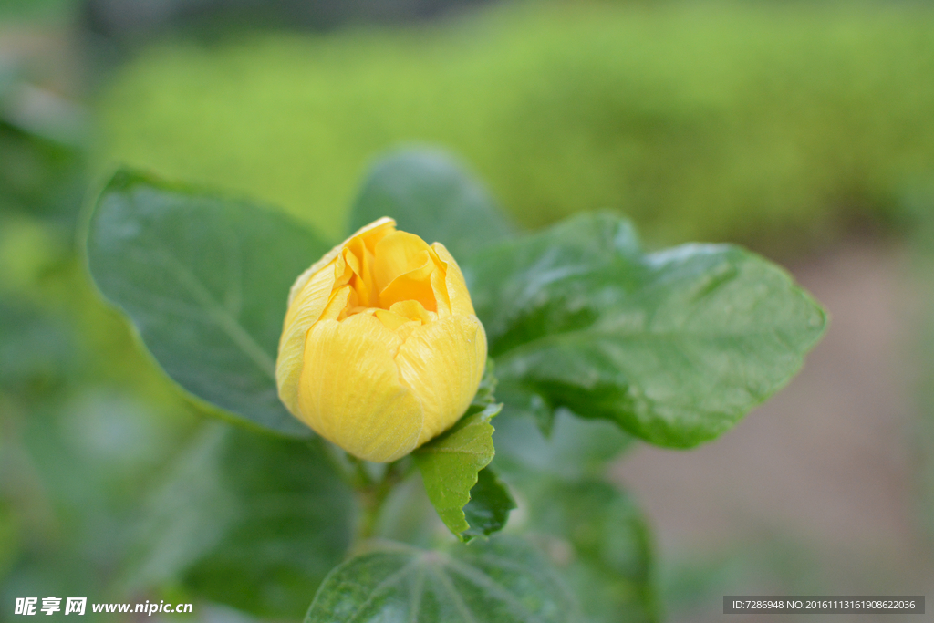 花园   小花  黄色花