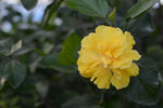花园   小花  黄色花
