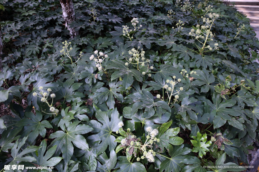 不知名植物