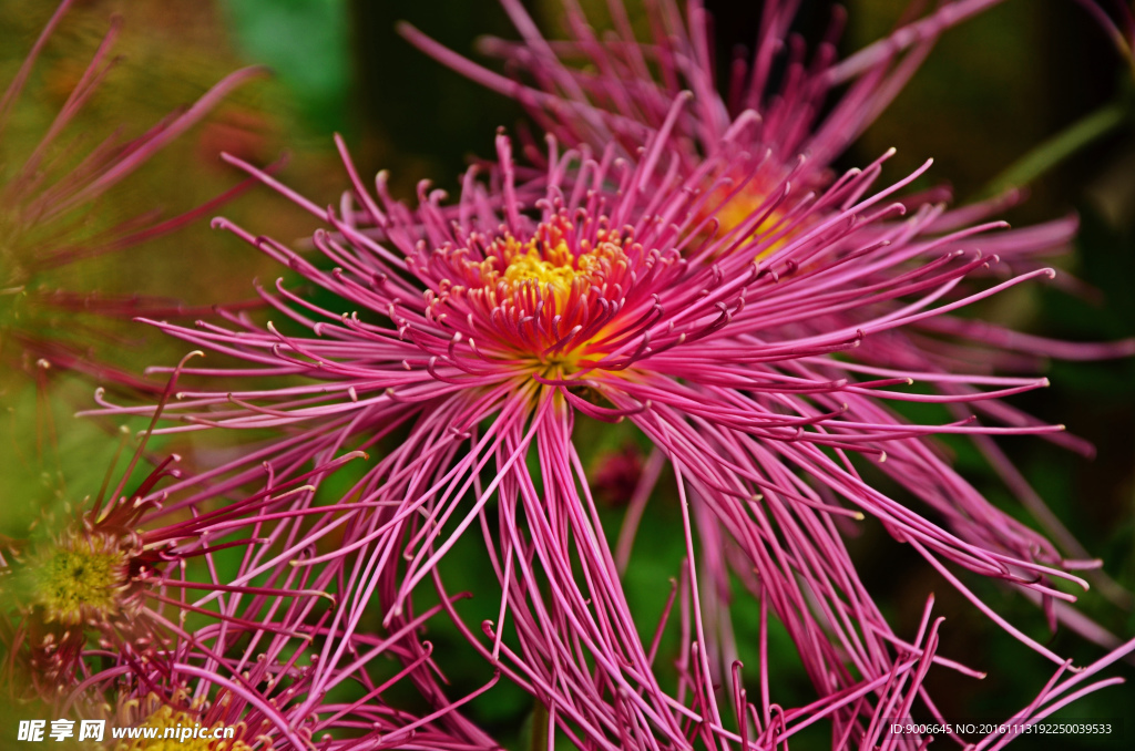 菊花