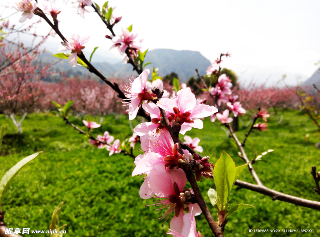 桃花