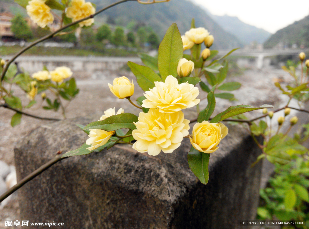 黄色小花