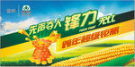 万家乐 登海先锋玉米种