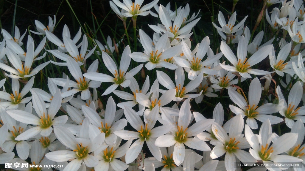水仙花