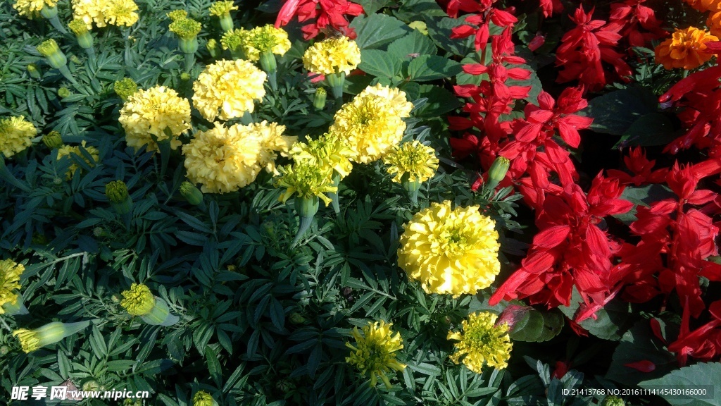 小雏菊