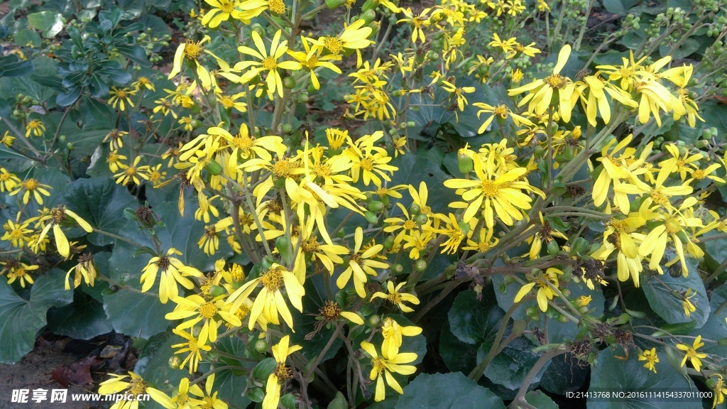 小雏菊