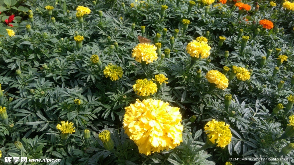 小雏菊