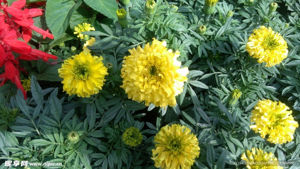 小雏菊
