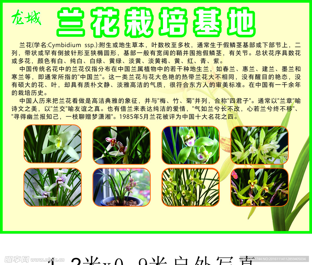 兰花