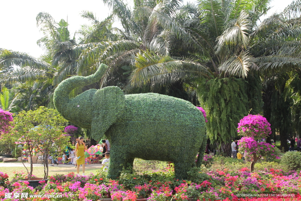 植物大象