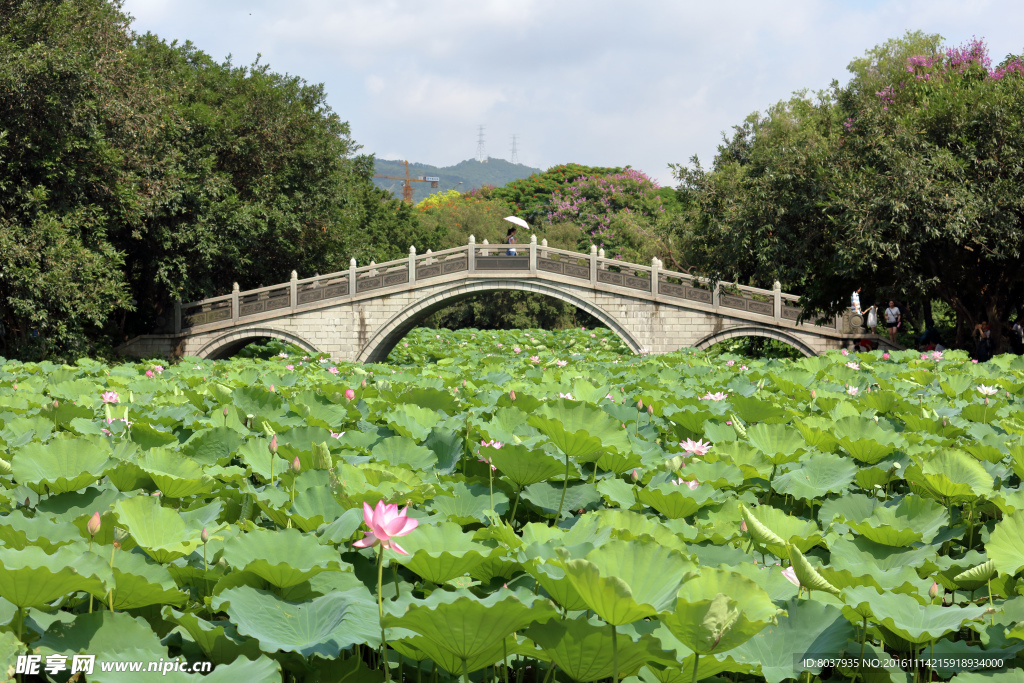 深圳洪湖公园