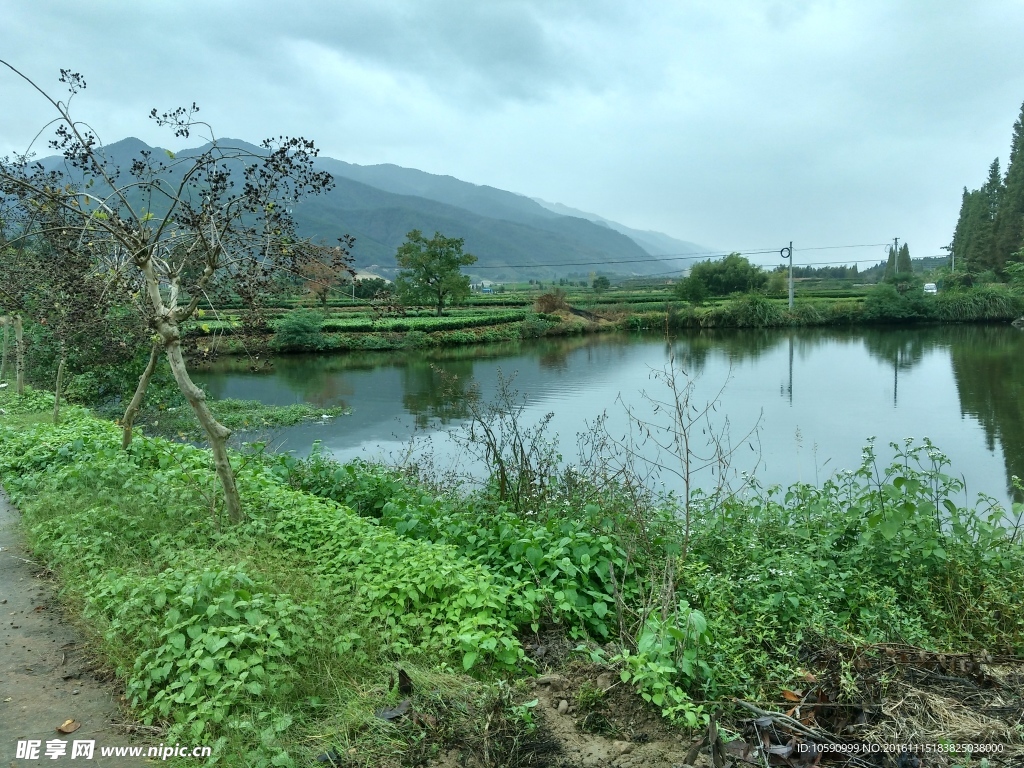 池塘风景