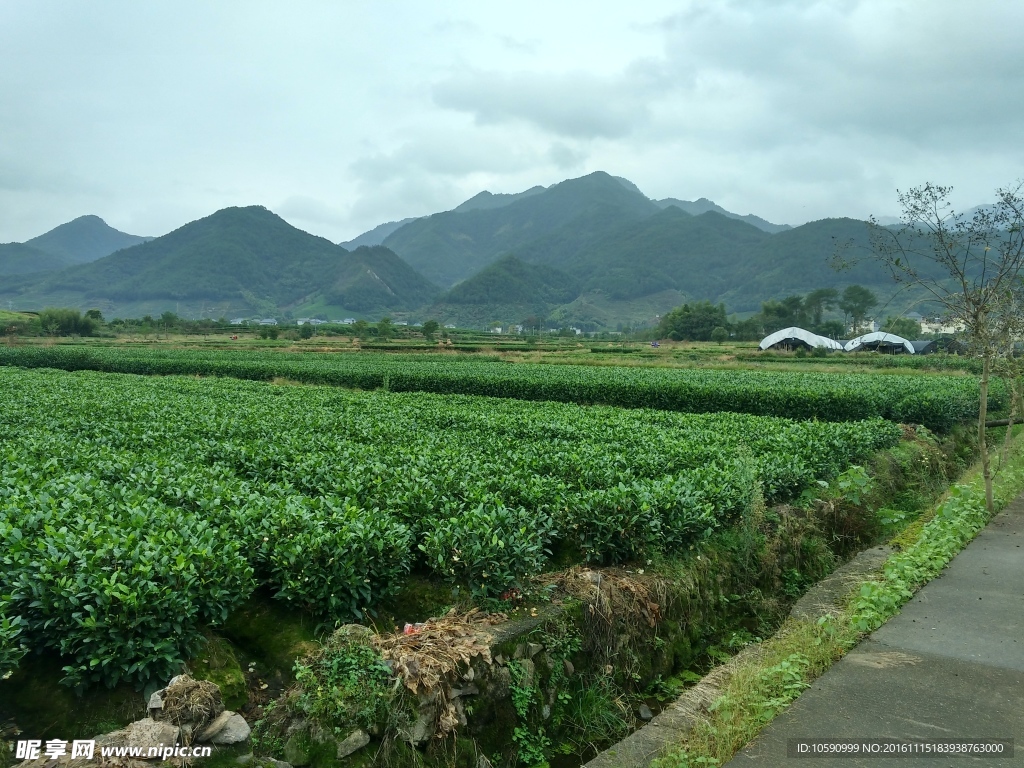 茶叶田