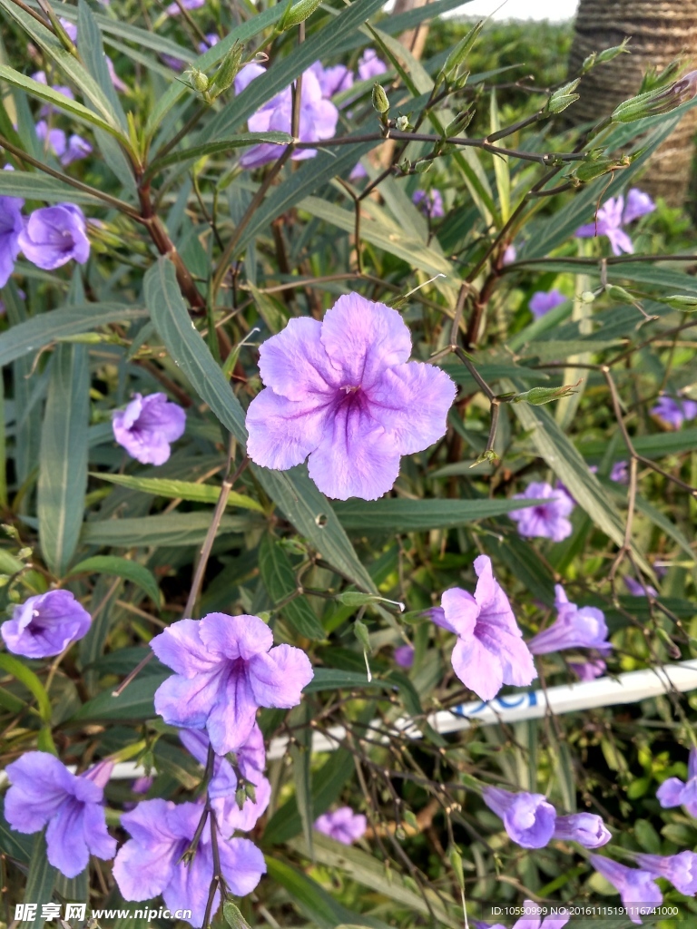 紫色花朵