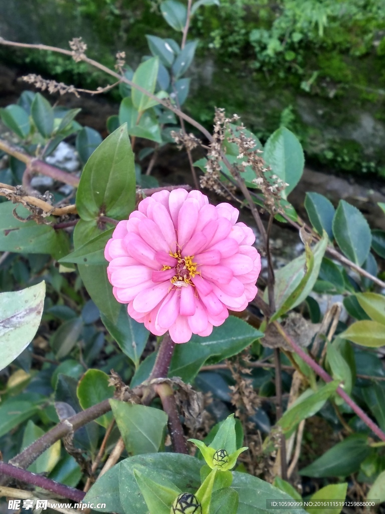 粉色花朵