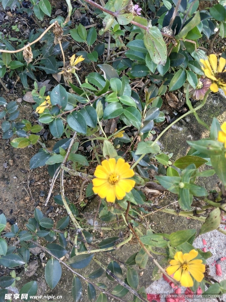 菊花