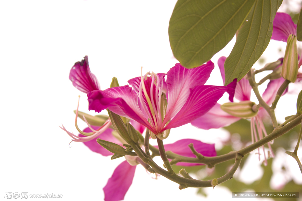 花