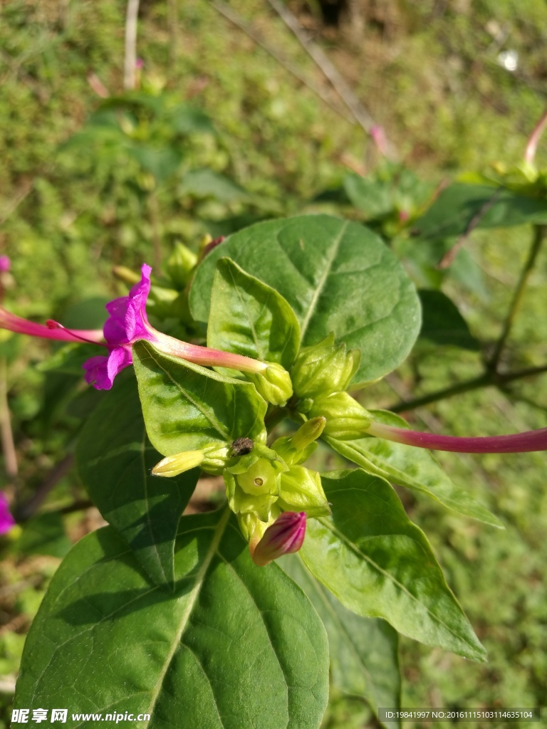 花开在秋