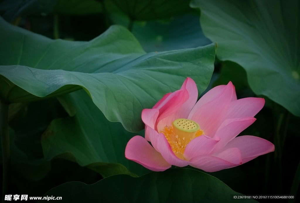 荷花特写