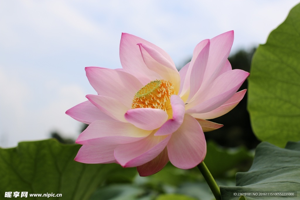 荷花特写