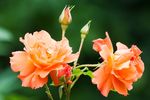 玫瑰花
