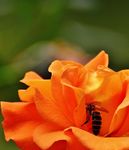 玫瑰花