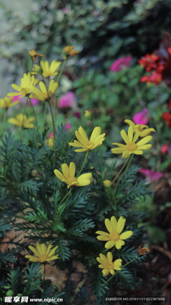 菊花雏菊