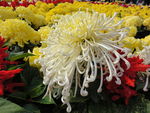 白菊