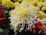 白菊