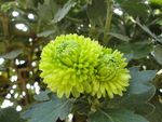 菊花花蕾