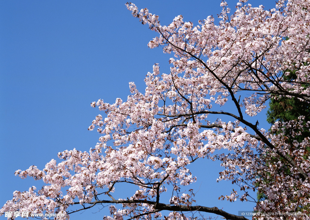 樱花