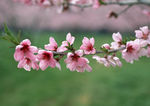 粉红樱花