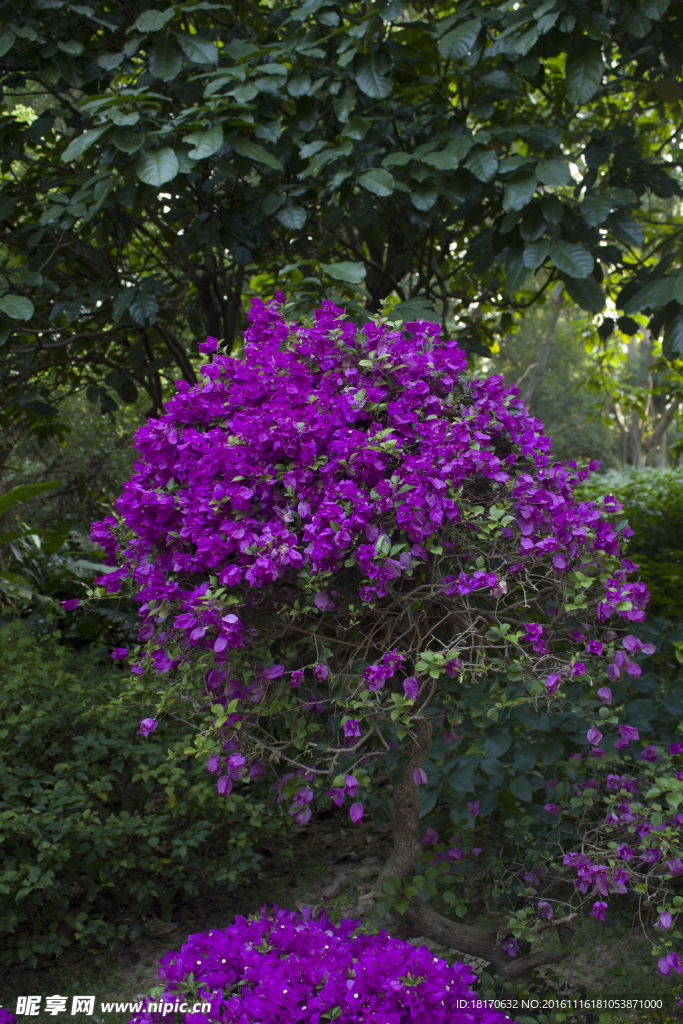 花