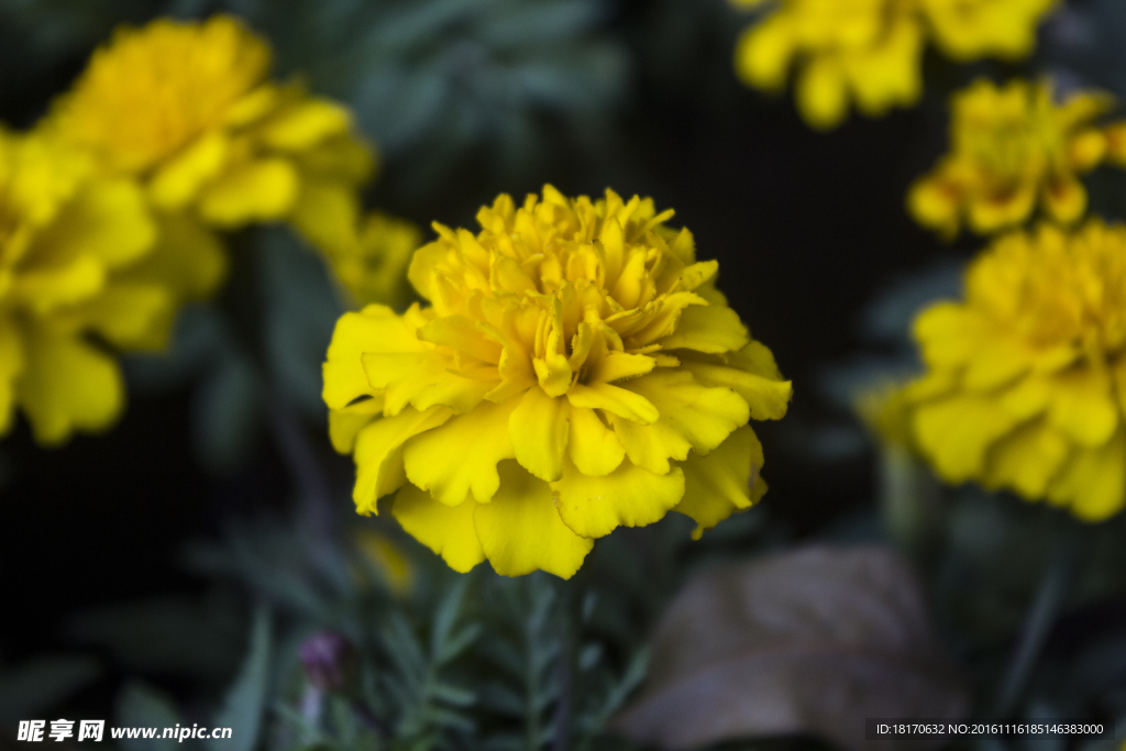 菊花