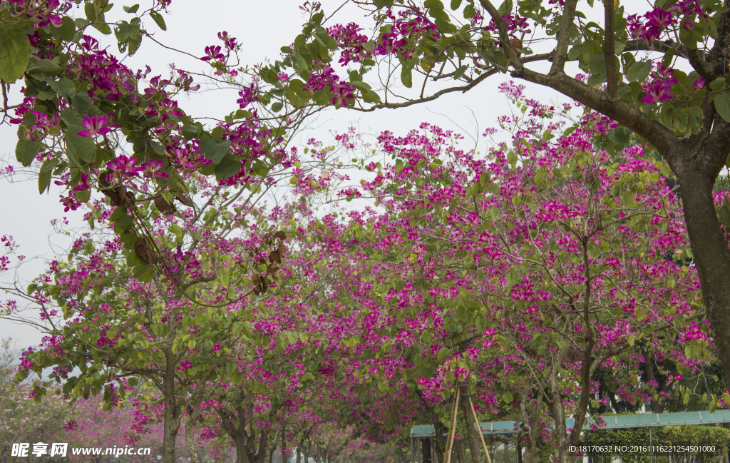 花