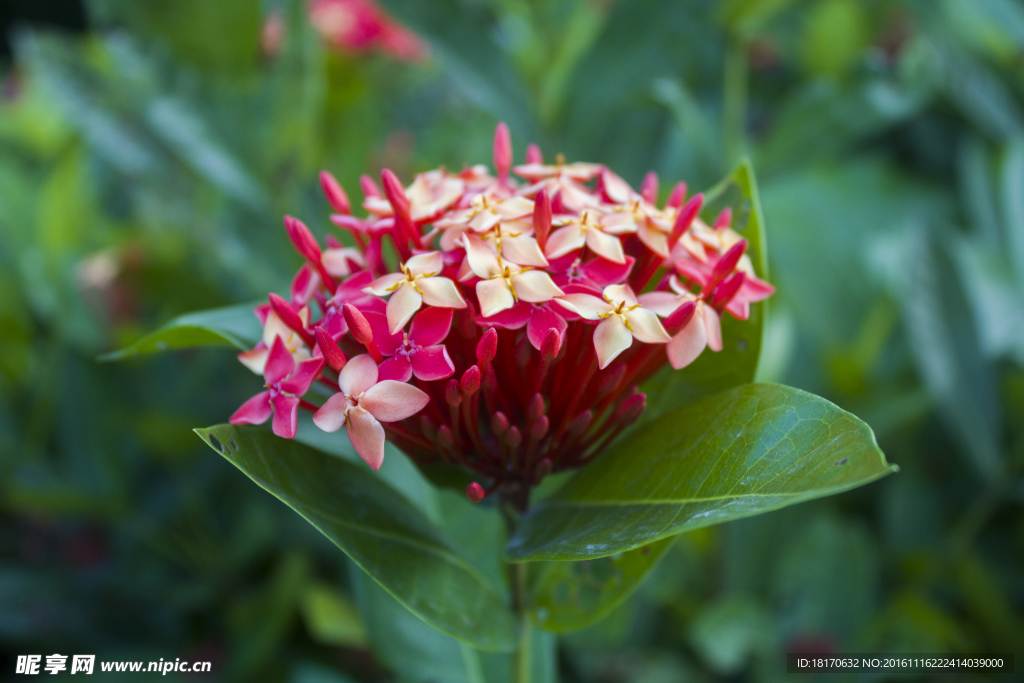 花
