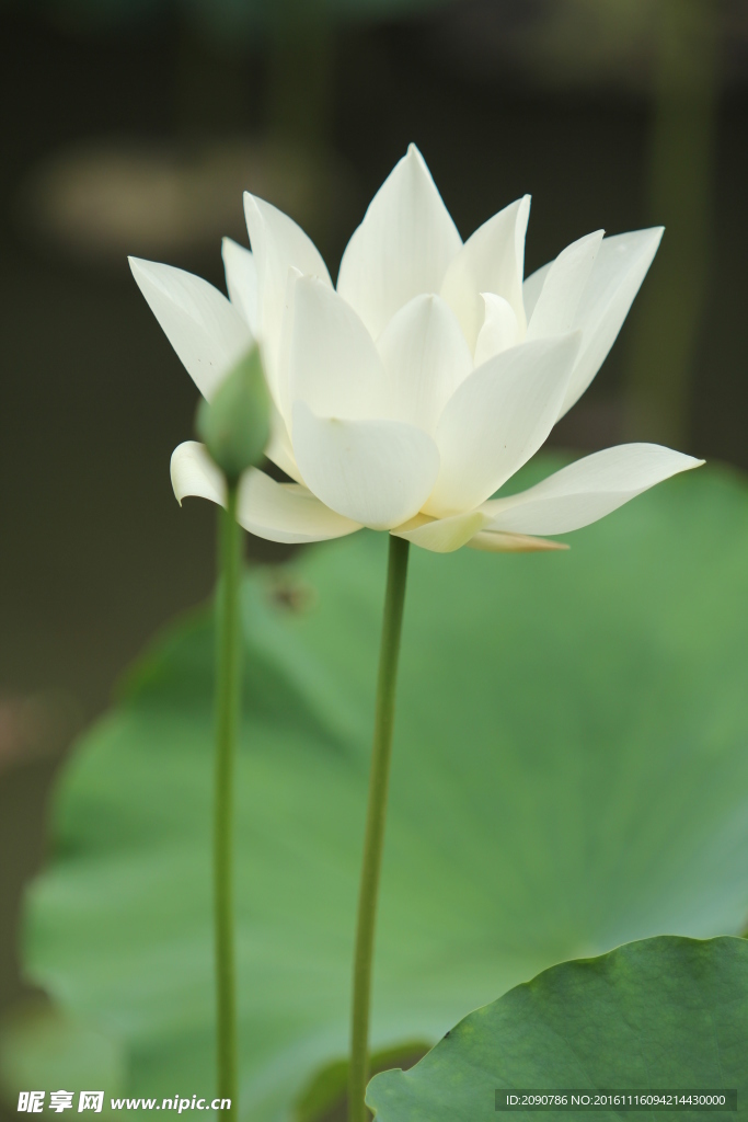 白莲花和花蕾