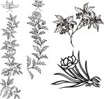 兰花 植物 蝴蝶