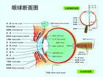 眼球断面图