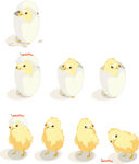 小鸡