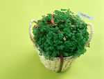 小植物篮子