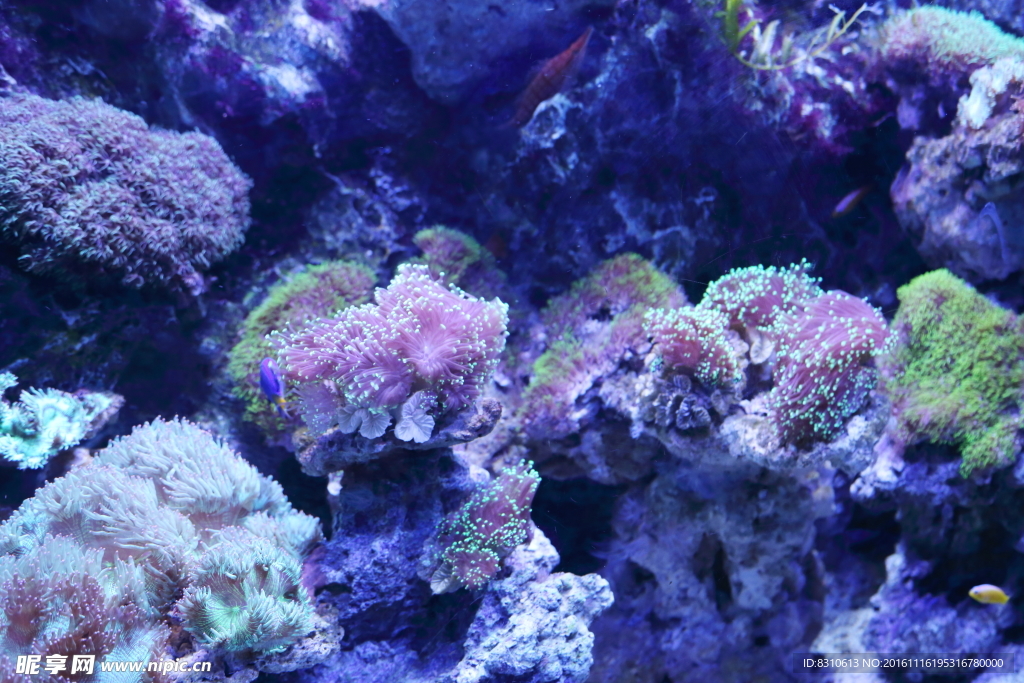 小珊瑚