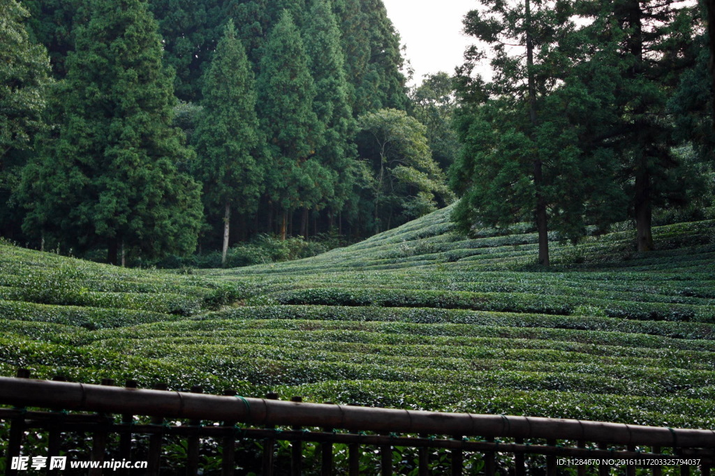 茶园