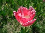 郁金香 花