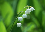 风铃花