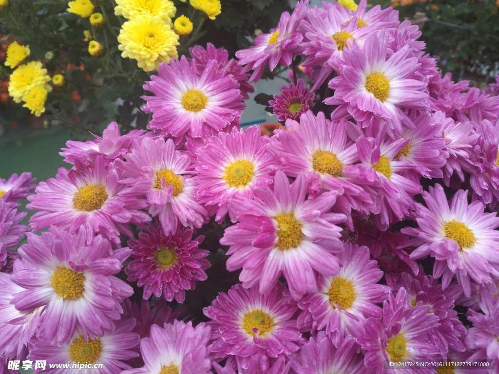 红色菊花